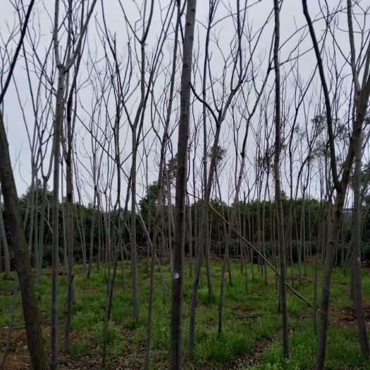 长沙县 黄山栾树，从2至6的裸根和带土球大量供应，欢迎新老顾客