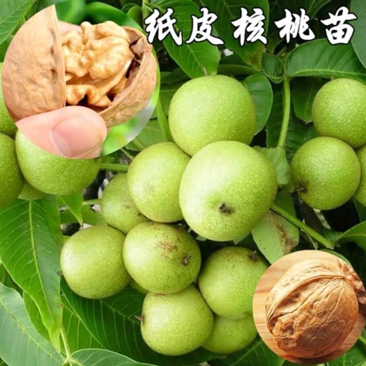 平邑县纸皮核桃苗  薄皮核桃，皮更薄，肉更多，个更大，易管理