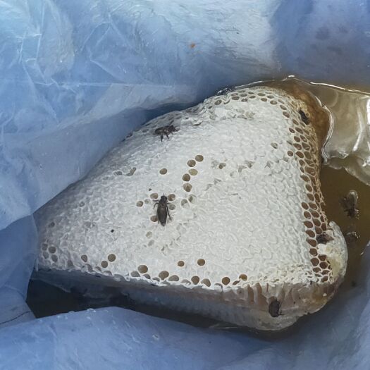 万宁市 海南排蜂蜜
