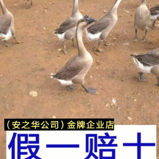 南宁马岗鹅苗  ，承诺:假一赔十