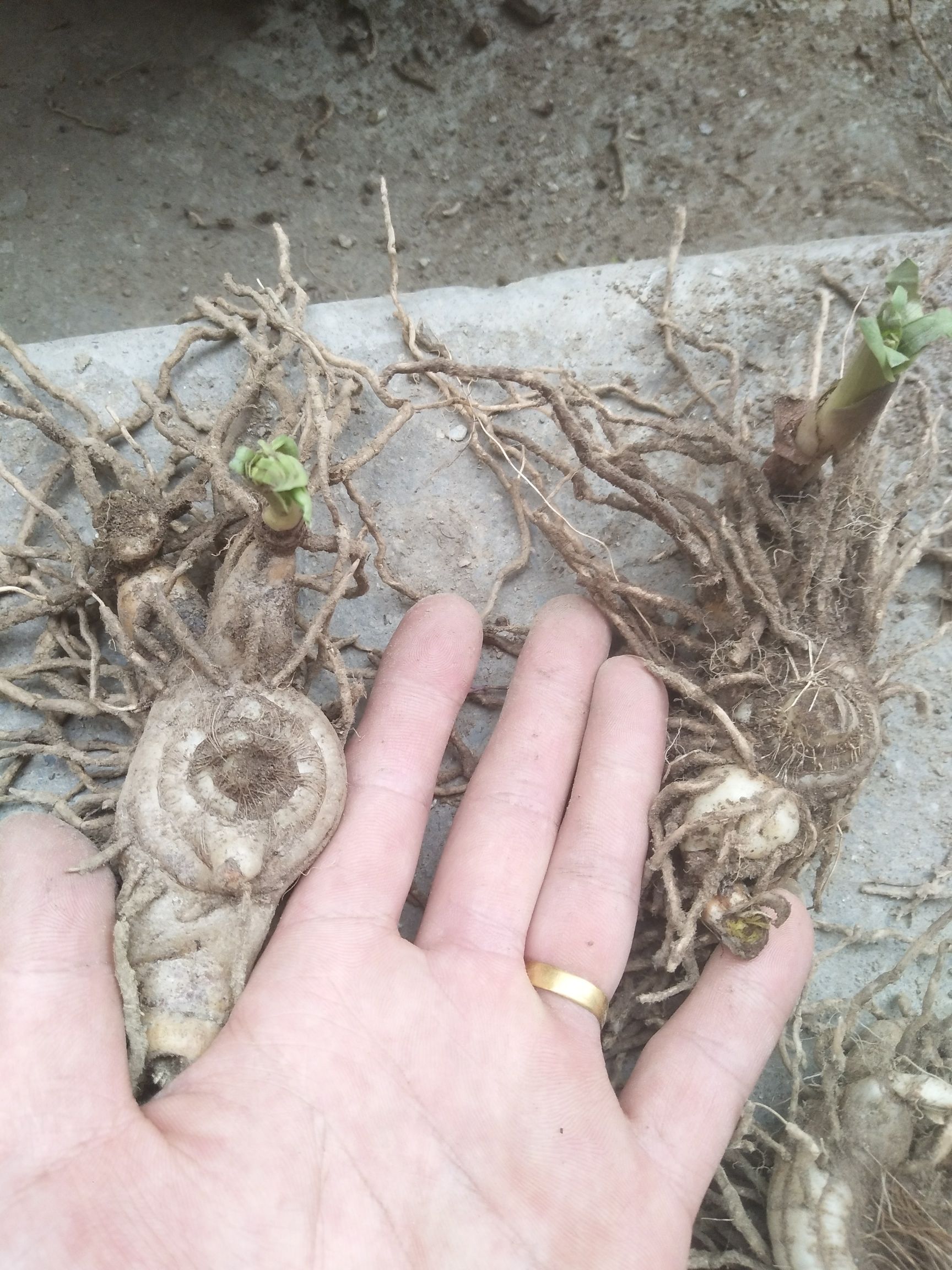  四川白芨块茎白芨种苗三叉紫叶白及苗