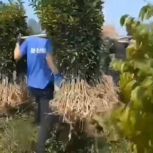 沙糖桔苗 砂糖桔苗包邮