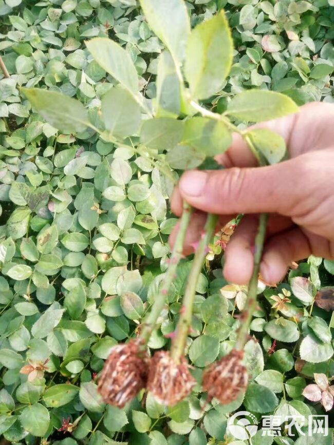 四季玫瑰苗 月季花苗 鲜切花种苗 庭院花卉种苗 绿化工程苗