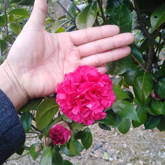 庐江县茶花树，，，茶花球，，都可上工程用苗了