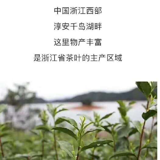 淳安县 千岛湖绿茶