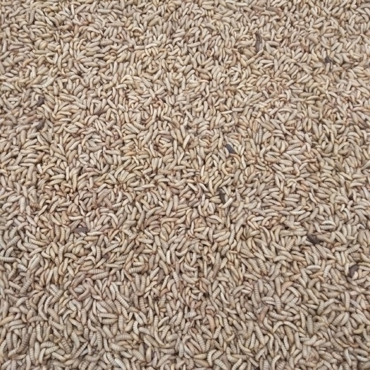 成都黑水虻幼虫直供  活虫冻虫  养殖场直发！