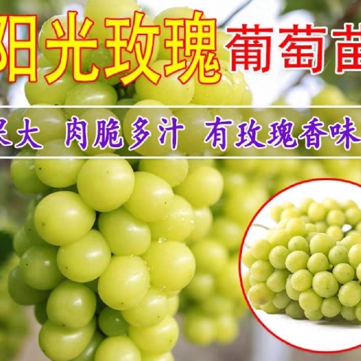平邑县 阳光玫瑰葡萄苗 阳光玫瑰黄蜜葡萄树苗 南北方皆可种植