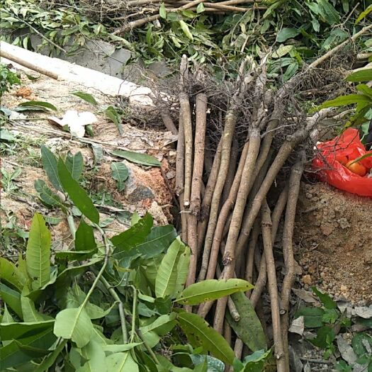 钦州芒果直生苗（实生苗） 芒果实生苗