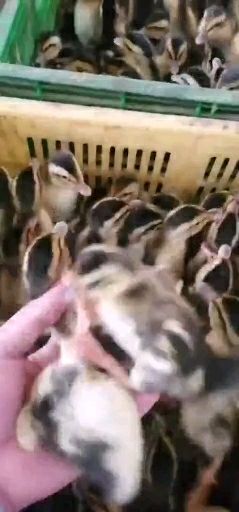 南宁麻鸭苗