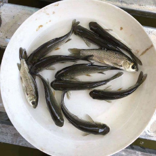 六盘水鱼苗 优质广草鱼苗3号 提供技术指导 支持云贵川渝送货到付款
