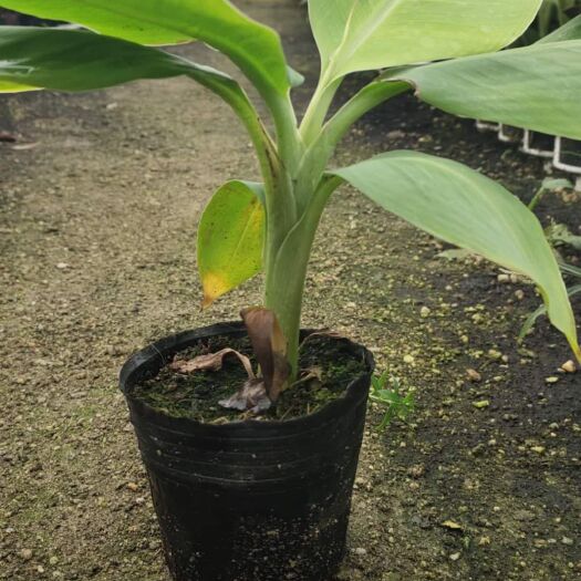 灵山县粉蕉苗 香蕉，黄帝蕉，红香蕉
