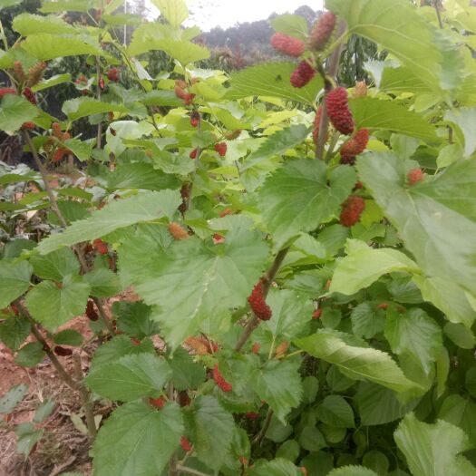 灵山县无籽大十果桑苗 大十果桑苗
