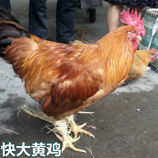南宁快大黄鸡苗 快大黄鸡