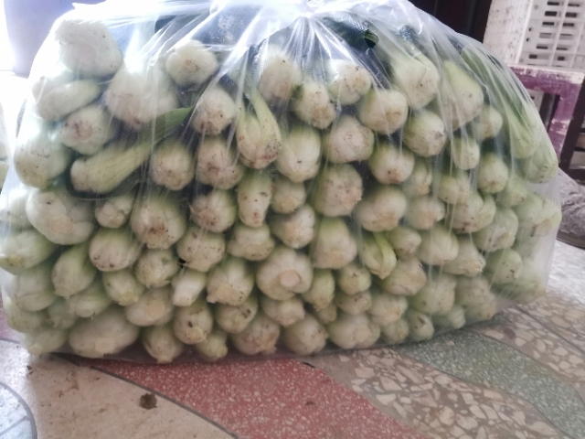 沈丘县油菜 青梗菜便宜处理给钱就卖