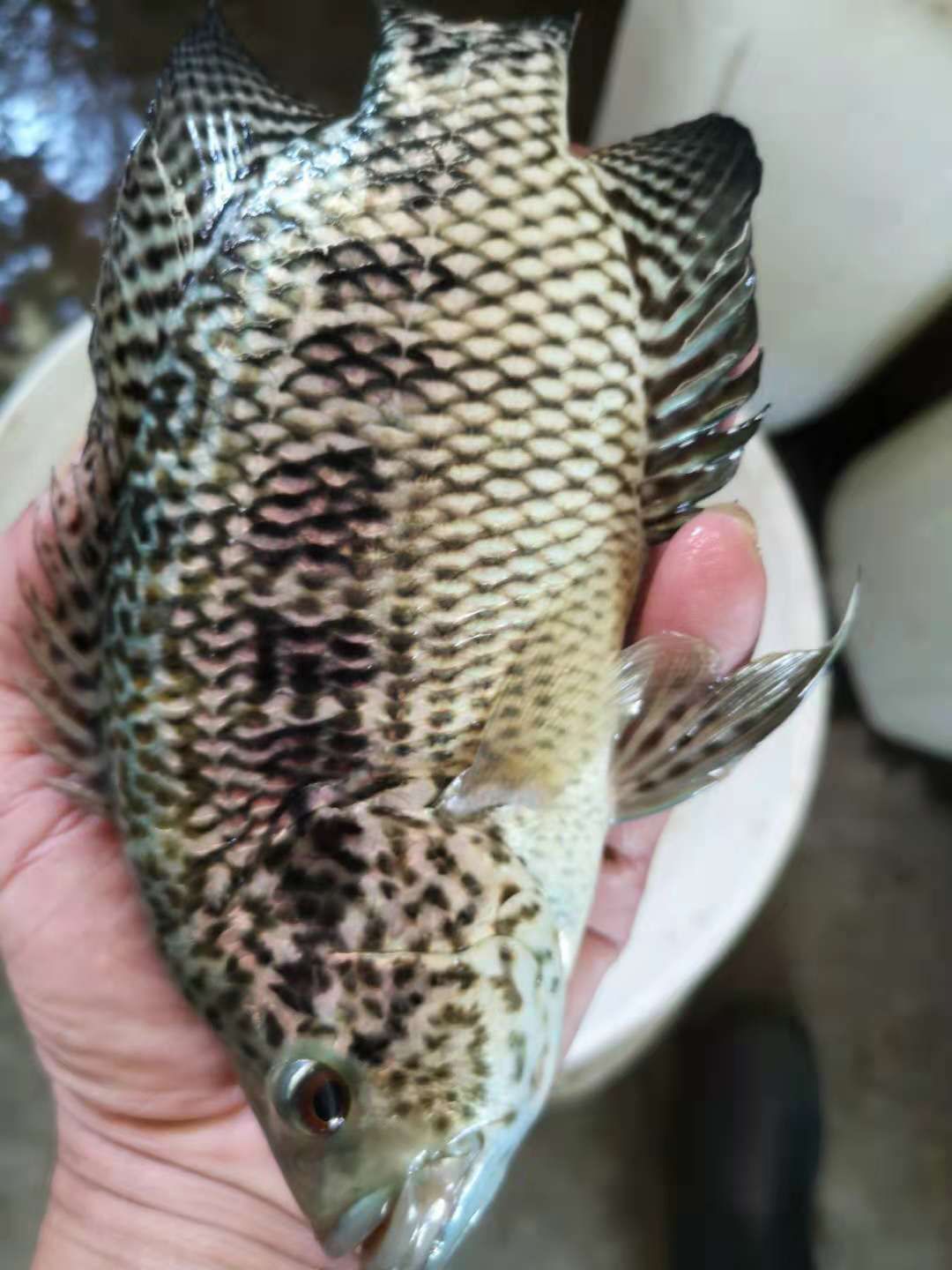  优质品种淡石斑鱼苗.石斑鱼苗.供应全国空运