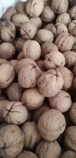 天津 纸皮核桃