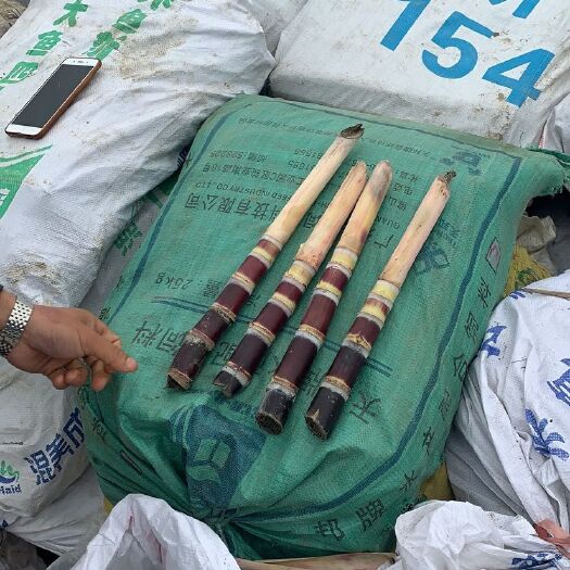 柳州黑皮甘蔗苗 正宗广西黑皮果庶，成活率98%，适合南北地区种植