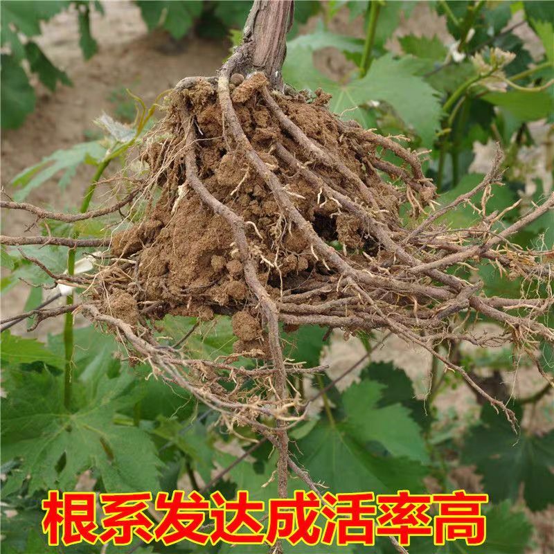 阳光玫瑰葡萄苗  正宗阳光玫瑰