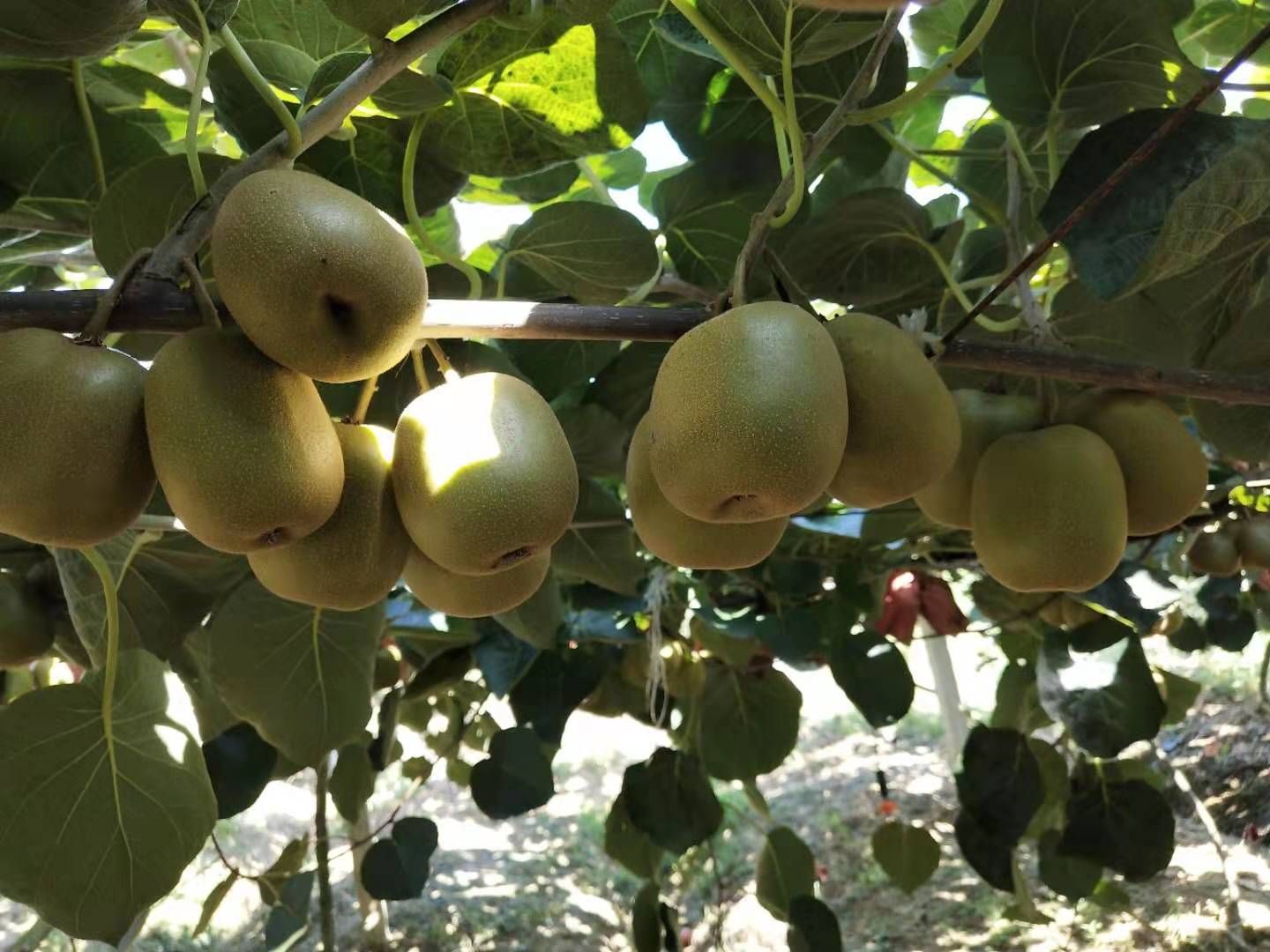 蒼溪紅心獼猴桃苗  正宗蒼溪紅心獼猴桃，基地直發(fā)，現(xiàn)挖現(xiàn)發(fā)，