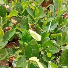 白沙县 海南菠萝蜜苗，1号，5号，8号。物美价廉，有想法的联系！