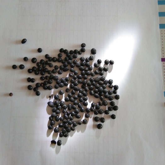 克山县黑黄豆 大量黑珍珠黑豆品质好水份低200吨左右急卖有需要的联系我