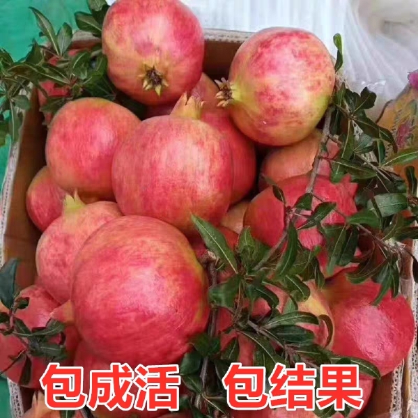 蒙阳红石榴苗 当年结果苗，口感好，个头大，品相好。包品种包成活，基地直供。