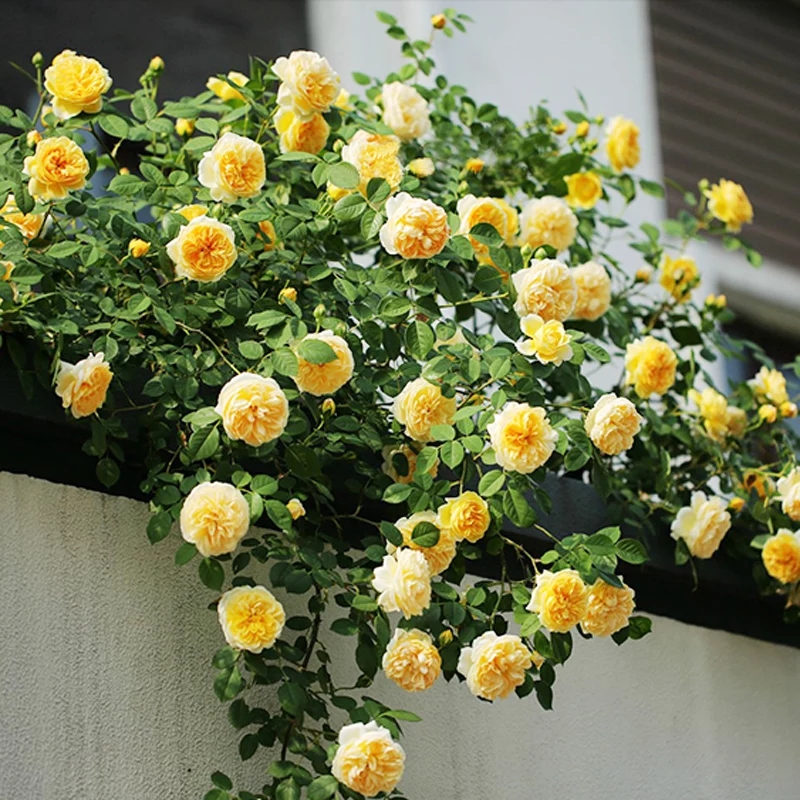  四季蔷薇，爬墙庭院，抗寒耐热芬芳馥郁，包开花