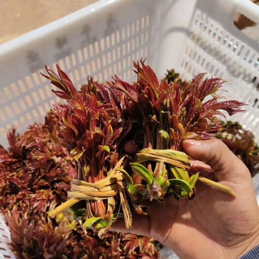 泰安香椿苗  红油香椿苗   基地直销   包证品种