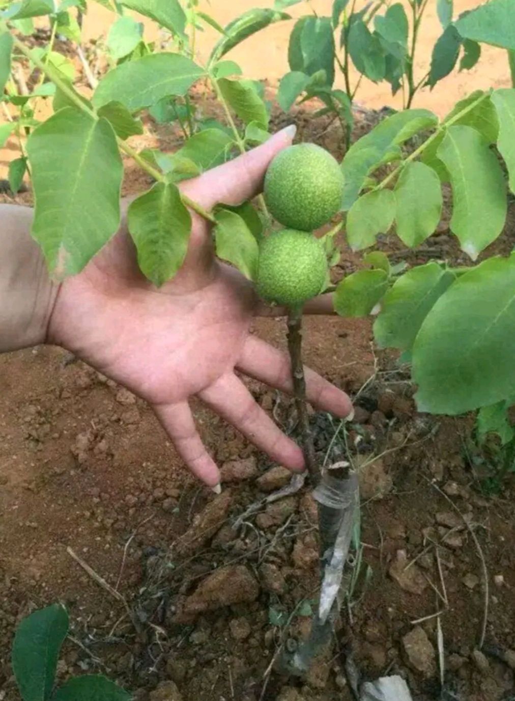 [纸皮核桃苗批发]纸皮核桃苗 薄皮核桃,皮更薄,肉更多,个更大,易管理