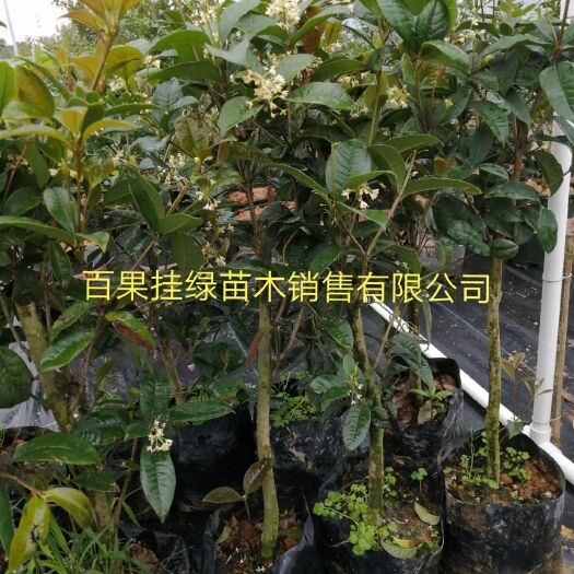 灵山县桂花树苗  四季桂花苗庭院盆栽地栽浓香型带花嫁接苗四季开花室内外盆栽
