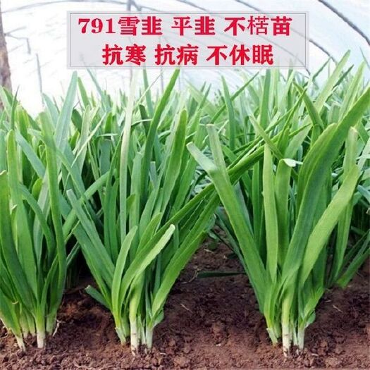 791雪韭 韭菜种子 多次收割 四季播 苔韭 宽叶大韭菜