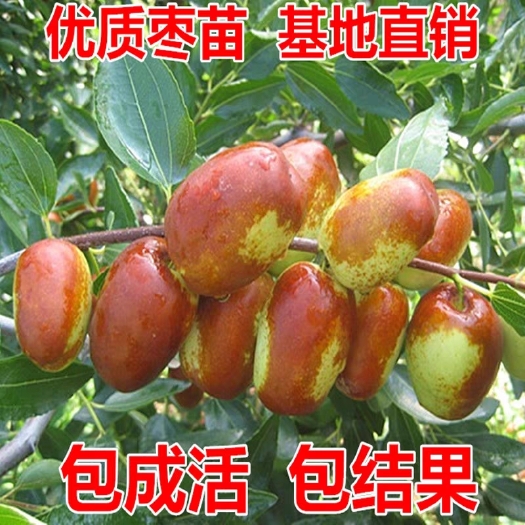 平邑县 龙须枣苗，现挖现发保证成活率高。