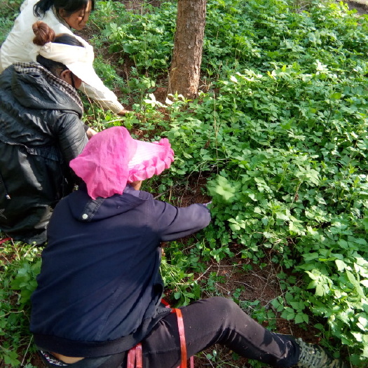 桓仁县天然山野菜（大叶芹）五月大量下山。