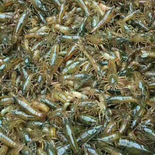 重庆市清水小龙虾 2钱以下 人工养殖