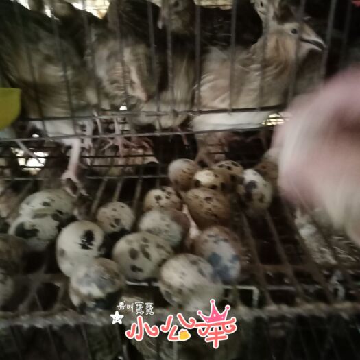 玉林白羽鹌鹑蛋  黄羽鹌鹑蛋