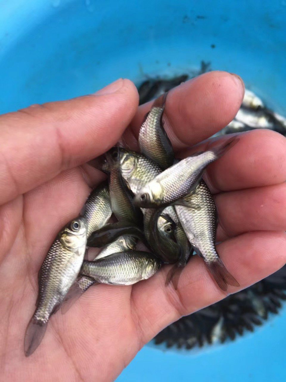  鲫鱼苗  土鲫鱼苗  东北鲫鱼苗  各品种鲫鱼苗+供应水花
