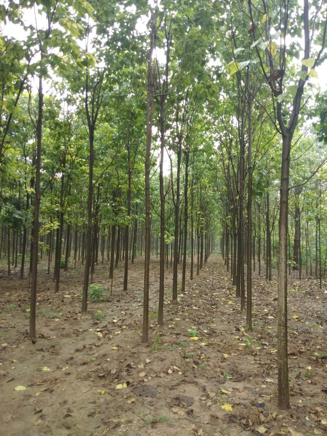 普通楸树 秋树  梓树大量供应