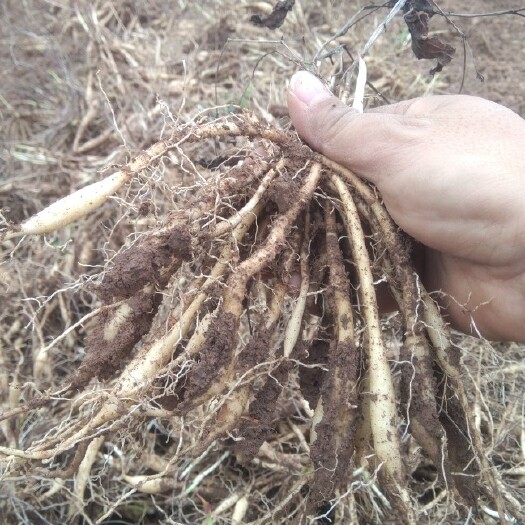 宜昌大量百部根苗出售