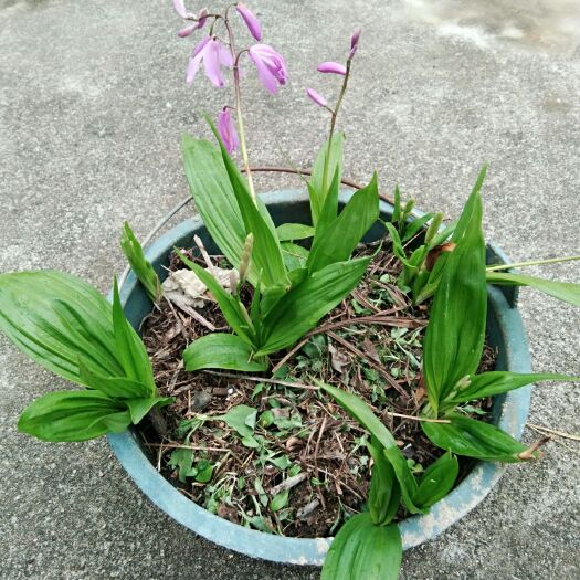 瑞金市紫花白芨苗 紫花三叉大白及，品质优，药用价值高！