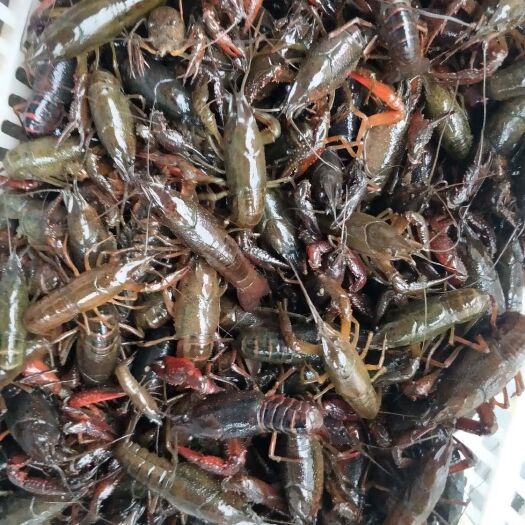 潜江市青壳小龙虾 中青17