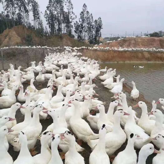 南宁 一点头鸭苗