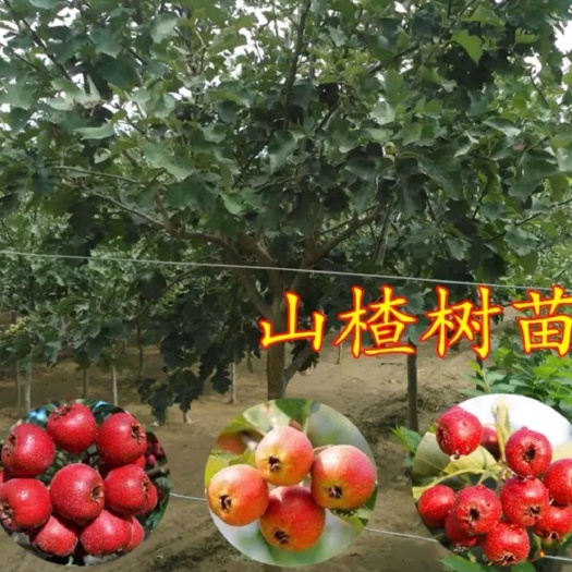 平邑县大五棱山楂苗，自家种植，现挖现卖，基地直发，量大优惠