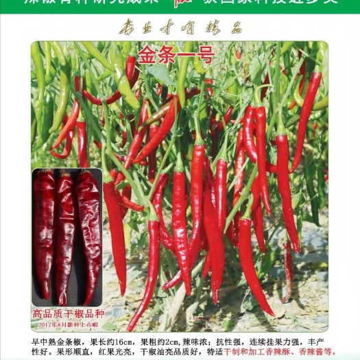 富顺县羊角椒种子 用于腌渍，干制等加工的精品辣椒：金条一号
