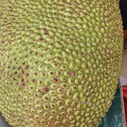 东方市 菠萝蜜