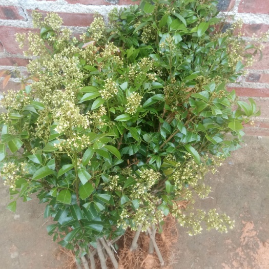 灵山县 桂味荔枝苗，鸡嘴荔枝苗，糯米糍荔枝苗。同样价钱不同口味
