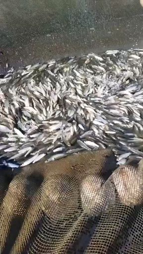 普定县 草鲤鱼苗八至十公分可以送货！