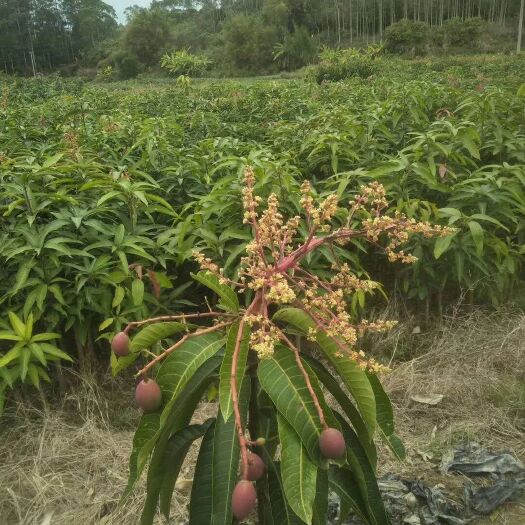 灵山县贵妃芒果苗