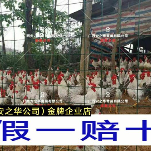 南宁芦花鸡苗，承诺:假一赔十