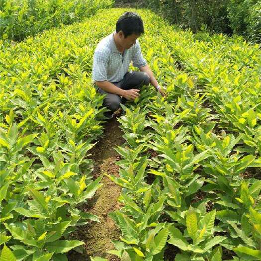 泸溪县湘西板栗树苗 批发多优惠多，量越大优惠越大。