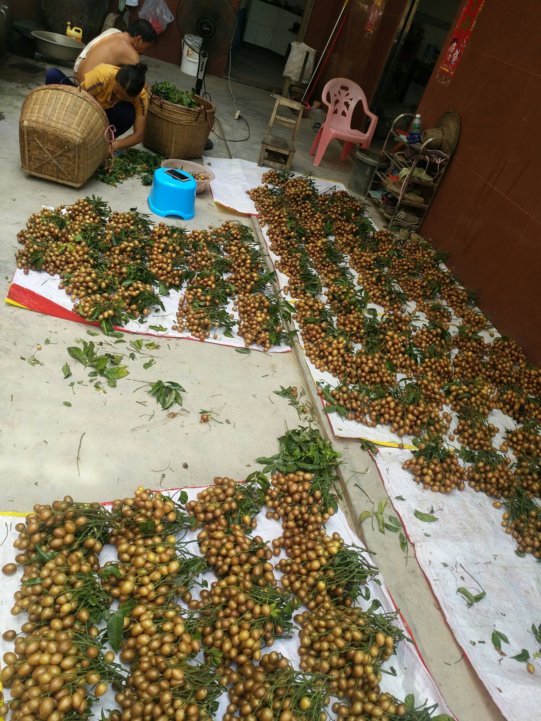 贵妃黄皮果苗 贵妃(金蛋)黄皮果嫁接枝条
原产地:廉江市河唇镇风梢村